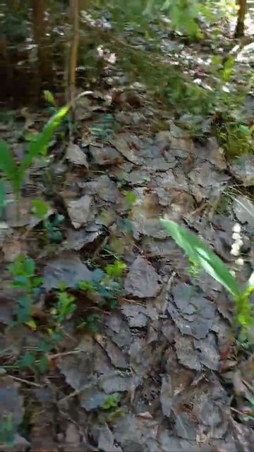 ландыши смотреть онлайн