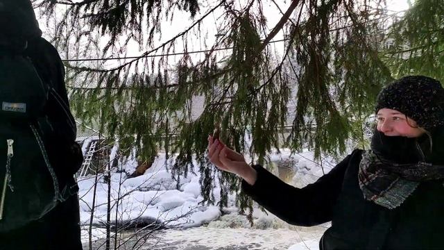 шишка еловая смотреть онлайн