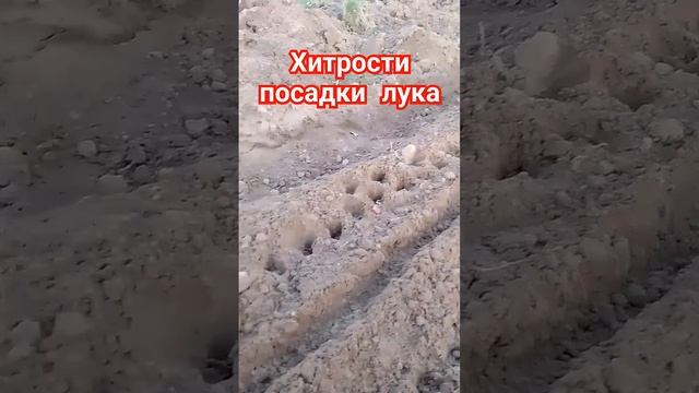 Хитрости посадки лука севка Посадка лука севка и морк? смотреть онлайн