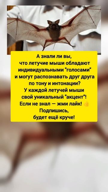 😲 Летучие мыши могут "разговаривать" с разными голоса смотреть онлайн
