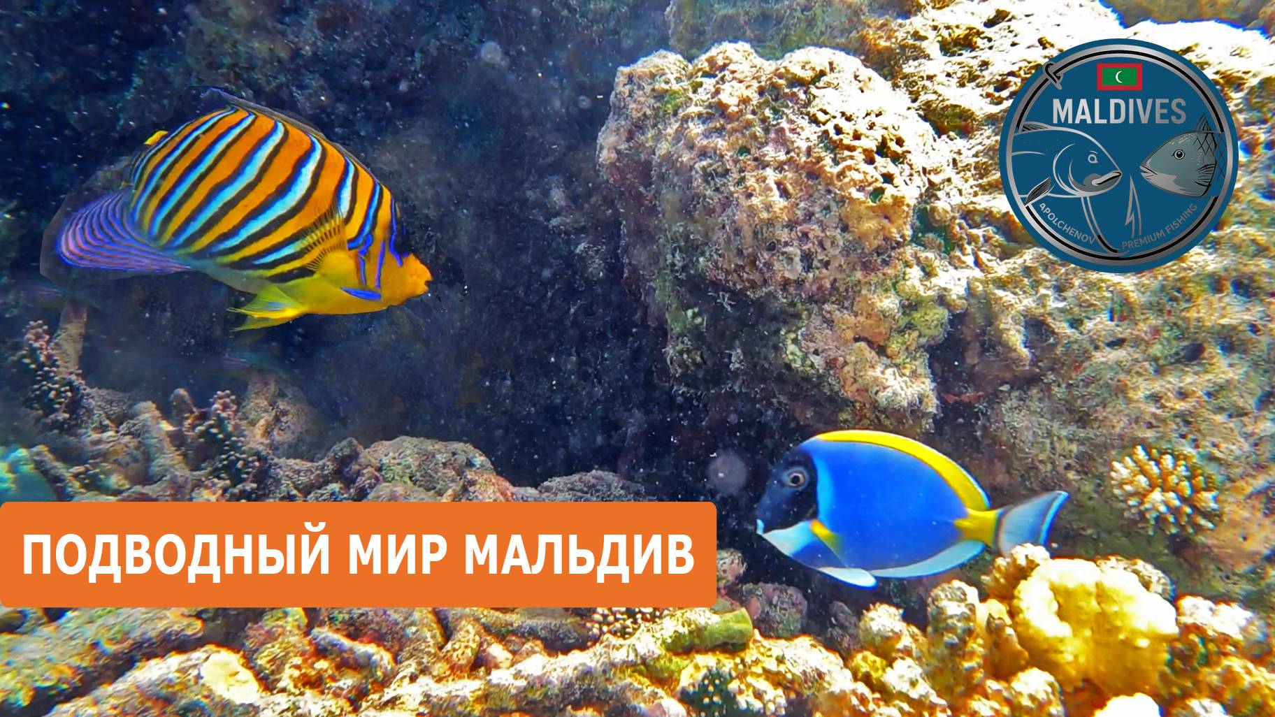 Подводный мир Мальдив. Обитатели рифов.