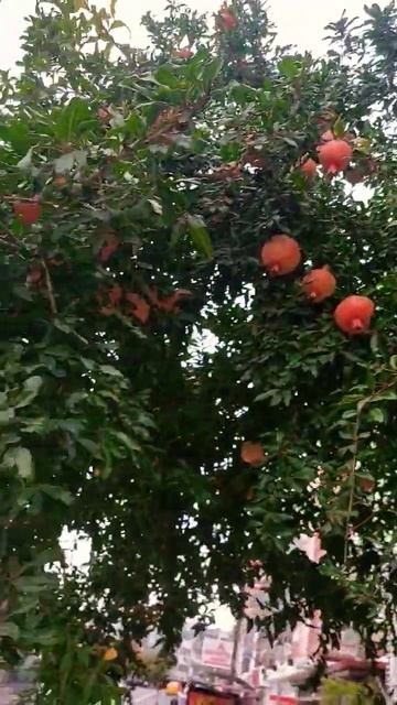 дерево граната растёт возле подъезда смотреть онлайн