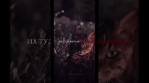 Стерилизовать кошек в исламе можно! У вас есть сомнени