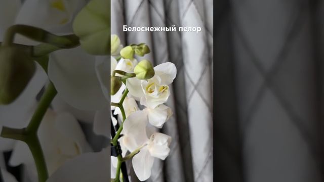 Снежная белая нежность , орхидея белый пелор 🤍🍾🥂🤍# смотреть онлайн