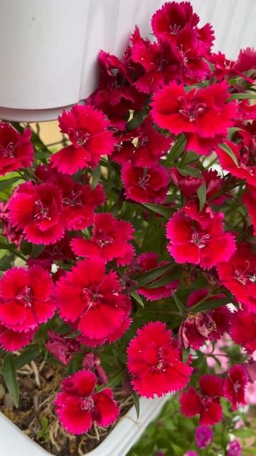 Цветок Зевса или Гвоздика смотреть онлайн