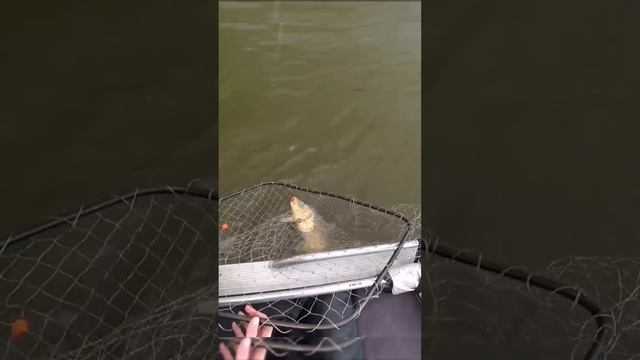 Только закинул и поймал сазана #сазан #лодка #рыбалка смотреть онлайн