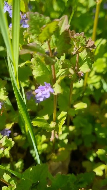 Будра плющевидная!