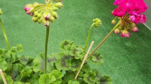 #748. ЮГ Византийский пурпур. В догонку к ролику Анны Пир