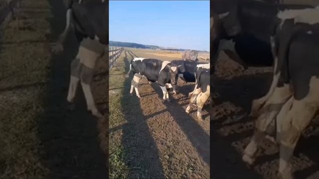 Бычки вес 300-350 цена 225 р за кг, объём есть,в Саратове +793 смотреть онлайн