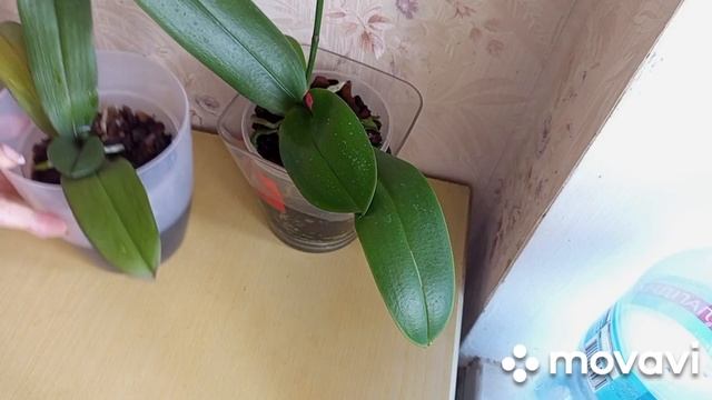 08.08.2024.ОБРАБОТКА ОРХИДЕЙ УЦЕНОК НЕДАВНО ПРИОБРЕТЕННЫХ смотреть онлайн