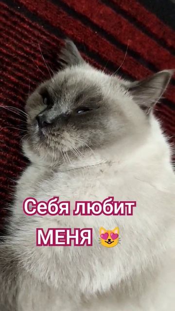 Все друг друга ЛЮБЯТ😻 #shots, #озвучка, #cat, #catshorts, #nataliabern, смотреть онлайн