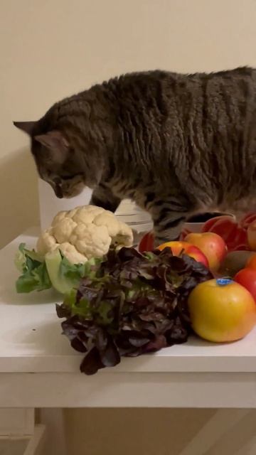 Милые коты едят овощи #6 смотреть онлайн