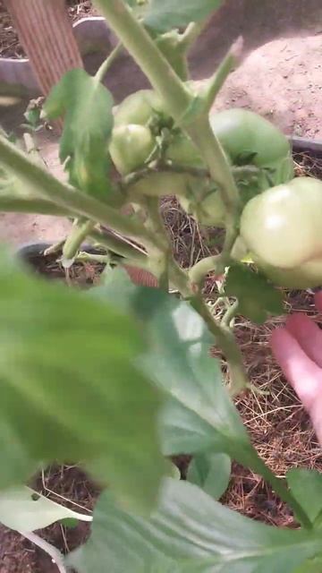 #Первый урожай 🍅 смотреть онлайн