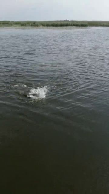 Убийца щуки Хантер от мастера Александра! #щука #трофе?