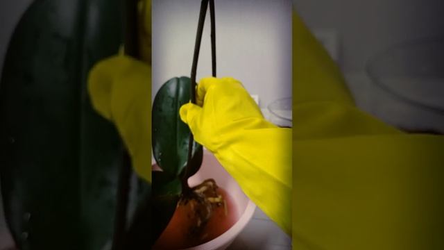 Реанимация орхидеи НАРБОННЕ! Продолжение смотреть онлайн