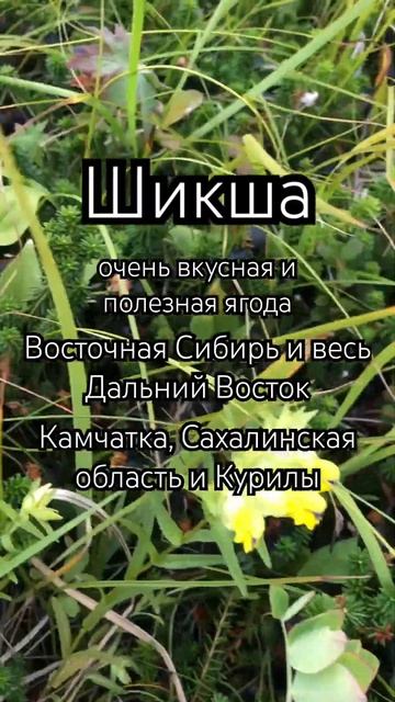 Шикша - очень вкусная ягода, ели такую?) #дальнийвосток смотреть онлайн