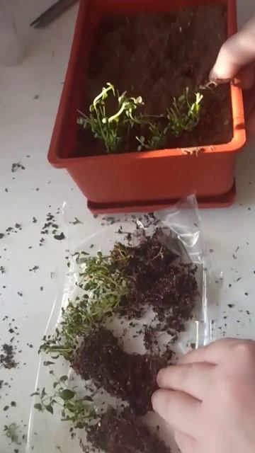 тимьян из магазина . #огород #урожай #травы #хочулето #с? смотреть онлайн
