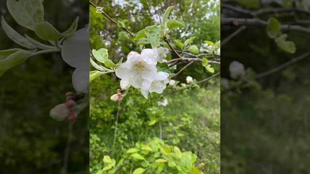 природа смотреть онлайн