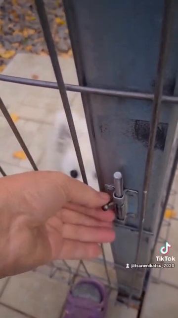 японский шпиц, белаясобака  питомник Цунени Катцу