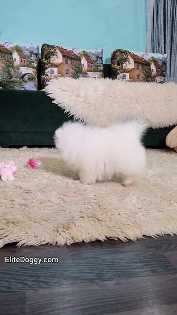 Белый померанский шпиц, шпиц мини мишка,