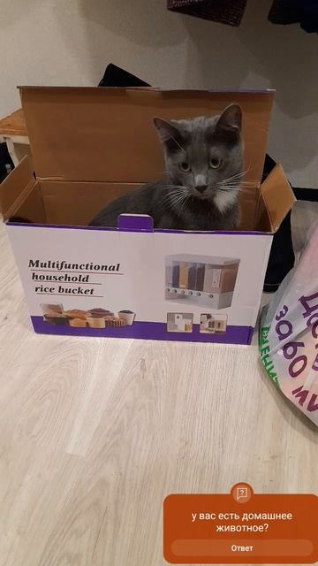 у вас есть домашнее животное смотреть онлайн