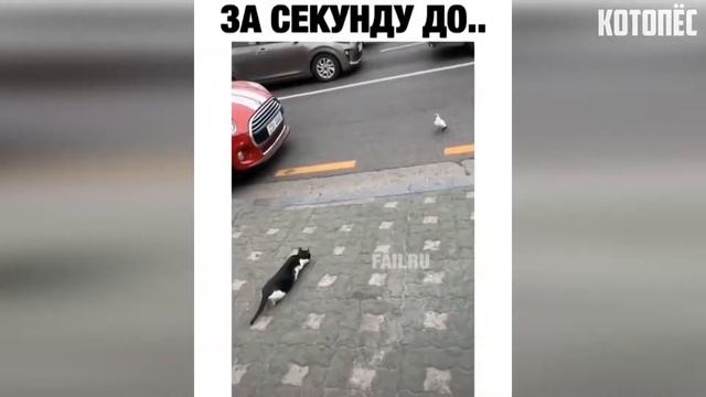 СМЕХ!!! 2020 ПОДБОРКА С ЖИВОТНЫМИ ! В УКАТАЙКУ смотреть онлайн