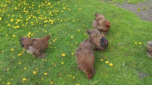 ЯЙЦЕНОСКОСТЬ ВЕСНОЙ ПРОПАЛА смотреть онлайн
