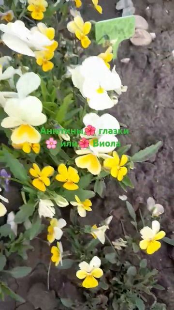 Мой Сибирский сад Анютины глазки или Виола 2.06.2024 #vlog #с? смотреть онлайн