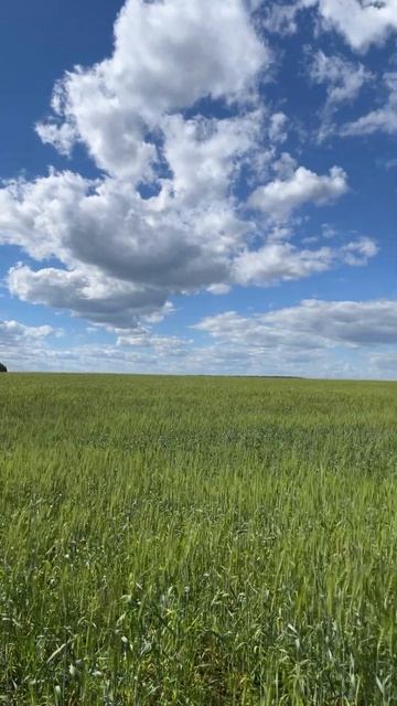 #shorts #природа #россия #матушка #матушказемля #поле #бере смотреть онлайн