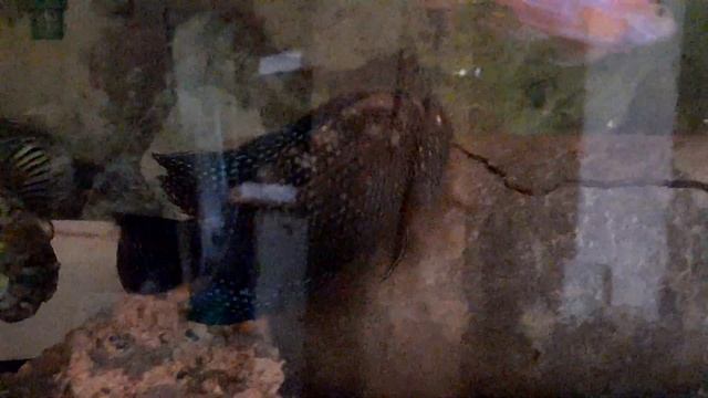 Аулонокары Орхидеи 2022 (FireFish, Земляника, Multikolor) из Йошка смотреть онлайн