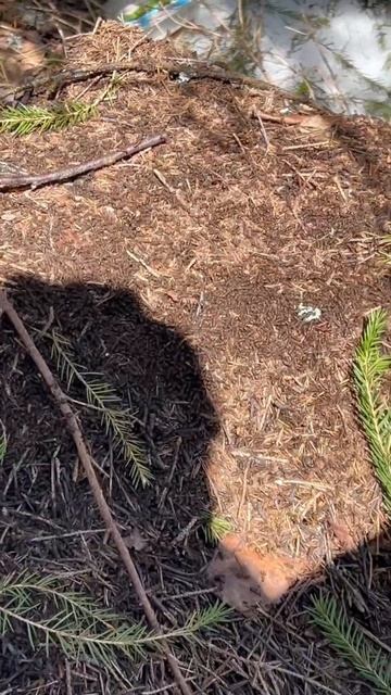 По дороге в каменный город. Пермский край. #пермь #пути? смотреть онлайн