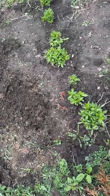 Делю флоксы, пока есть время #весна #деревня #цветы #фло смотреть онлайн