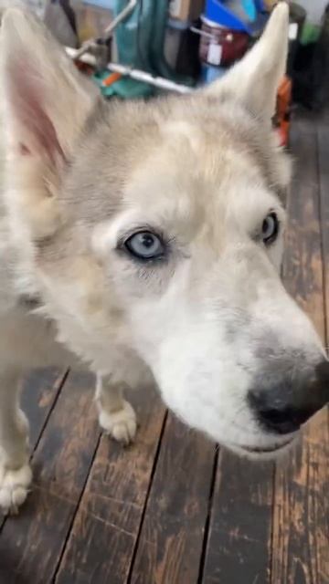 Хаски ест помидор 🍅 смотреть онлайн