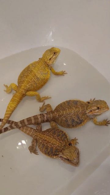 Интересно в каждой семье есть...🌿 #reptiles #животные #экзо смотреть онлайн