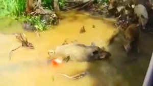 Крокодил убил свинью