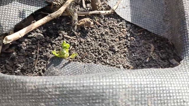 Хризантема Мультифлора обзор состояния после зимовки смотреть онлайн