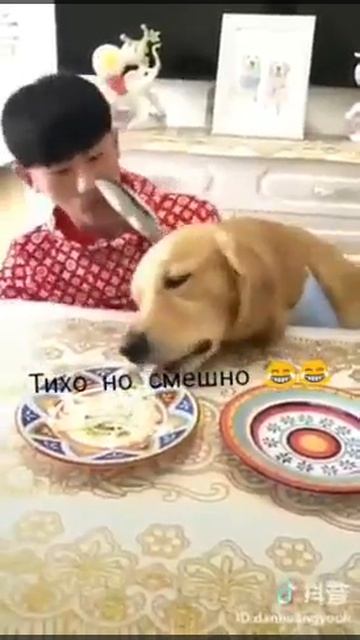 Собака наглёж а хозяин))) медленно ест;) смотреть онлайн