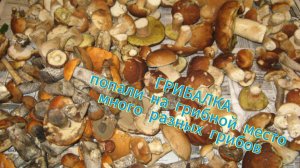 ГРИБАЛКА _МНОГО ГРИБОВ_БЕЛЫЕ_ПОДОСИНОВИКИ_ЛИСИЧКИ