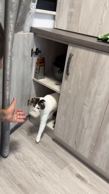 Повар Кот ! Не дает сковородку на место поставить) смотреть онлайн