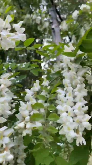 Лето…июнь…белая акация…песни Юры Шатунова❤️🥰 смотреть онлайн