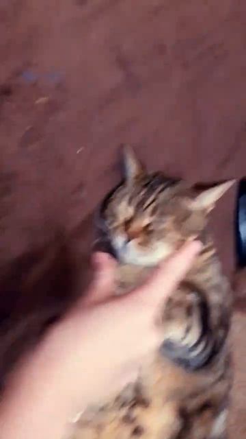 Это и есть моя кошка)🥰😍😘🍓😍 смотреть онлайн