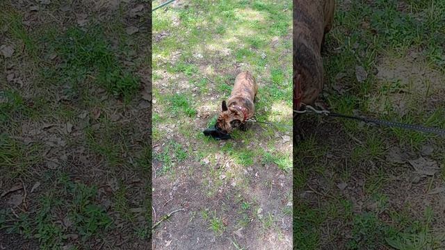 кормлю голубей