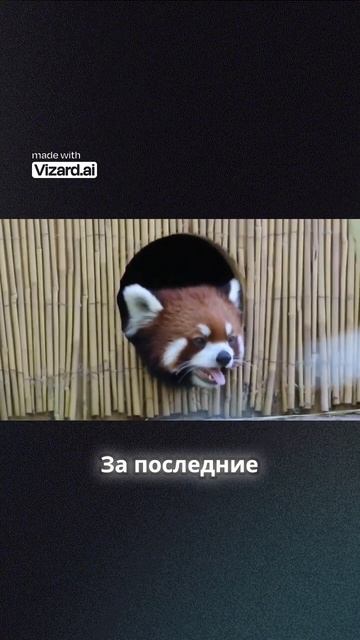 Красная панда смотреть онлайн