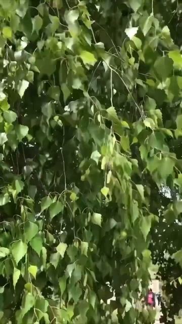 Берёзы шумят. смотреть онлайн