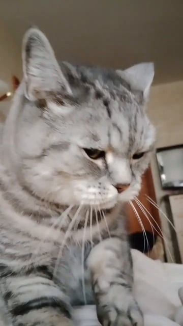 лучше голодать,чем есть что попало. #цитаты #кот Том? смотреть онлайн