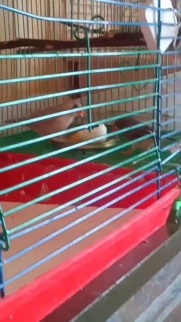 Амадины едят #животные #птицы смотреть онлайн