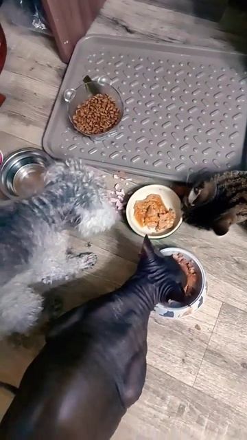 #кушанье #мукбанг #коты #собачка #едят #еда #shorts смотреть онлайн