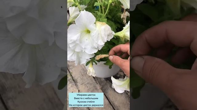 Уход за петунией. Реанимирую после сильных дождей. смотреть онлайн