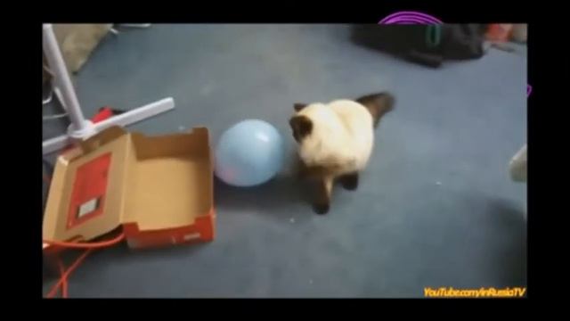Кот и воздушный шар. смотреть онлайн