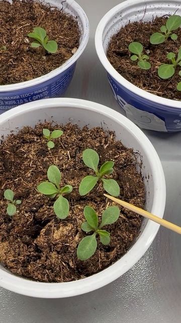 8 дней после всходов. Развитие петуний в первые дни #ра? смотреть онлайн